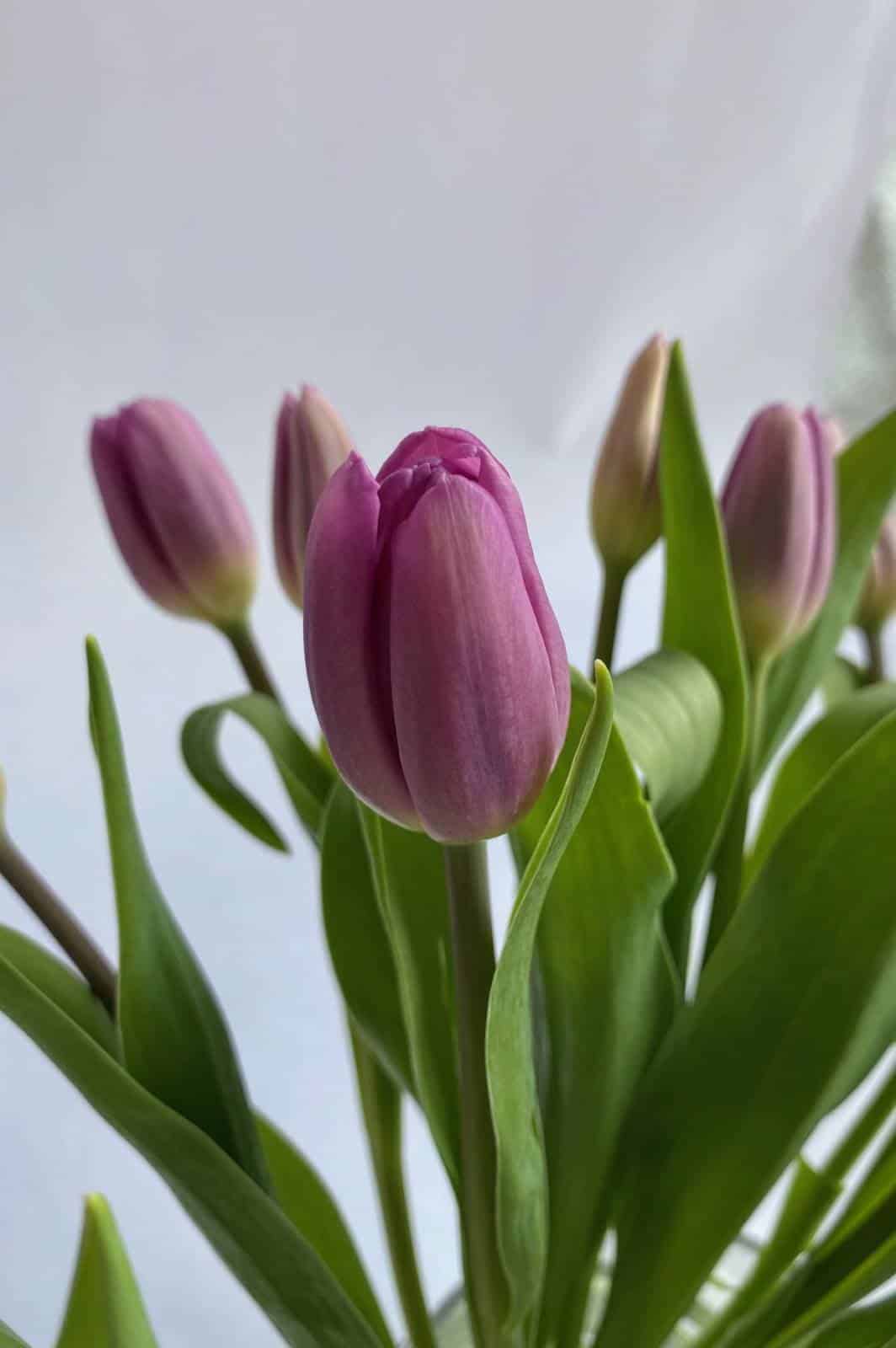 Gorgeous Purple Tulips - The Gorgeous Flower Company