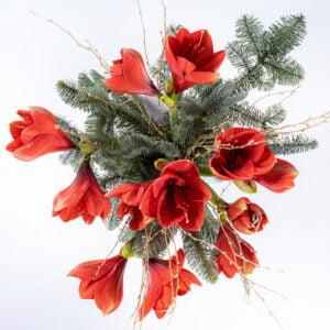 Red Christmas Amaryllis