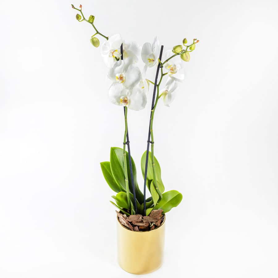 Double White Phalaenopsis Plant in a gold vase