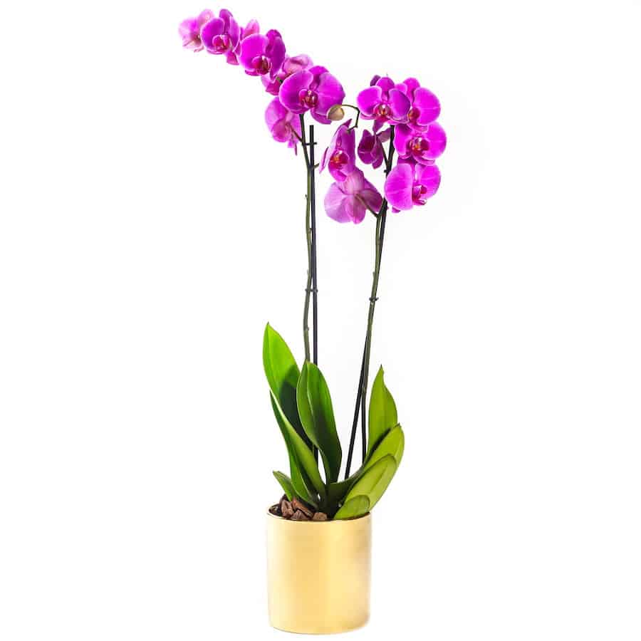 Double Purple Phalaenopsis Plant in a gold vase
