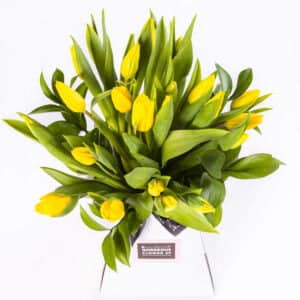 Gorgeous Yellow Tulips