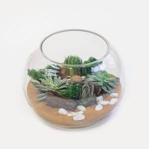 Fishbowl Terrarium Garden