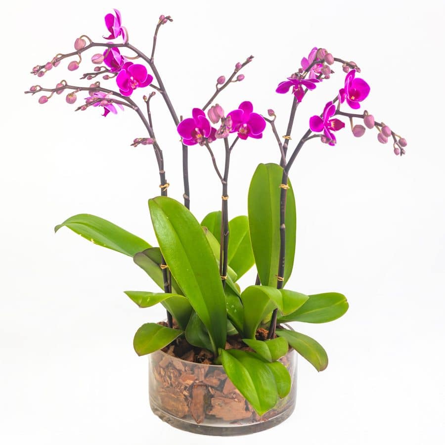 Mini Purple Phalaenopsis