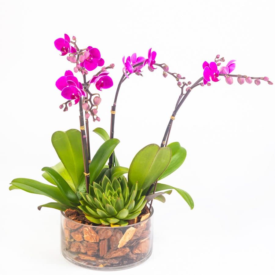 Mini Purple Phalaenopsis with Succulent