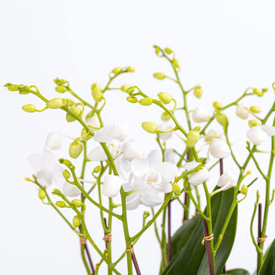 Mini White Phalaenopsis with Succulent