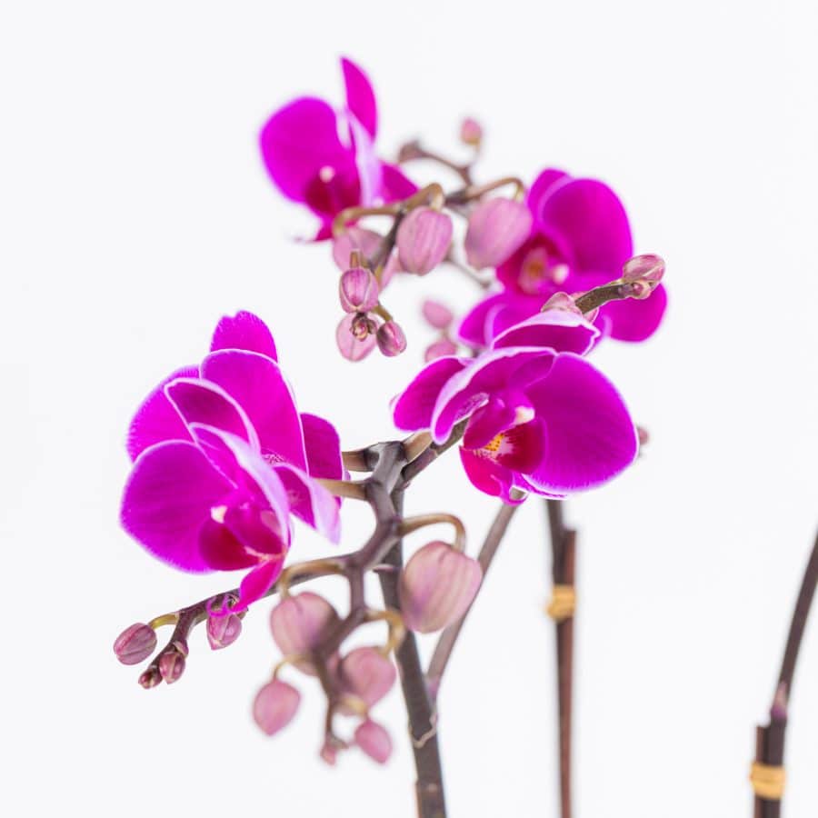 Mini Purple Phalaenopsis with Succulent